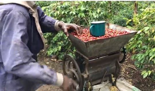 每顆珈啡豆都是農民花盡心血栽培 Every coffee bean comes with a high cost and effort